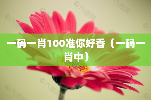 一码一肖100准你好香（一码一肖中）