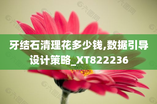 牙结石清理花多少钱,数据引导设计策略_XT822236